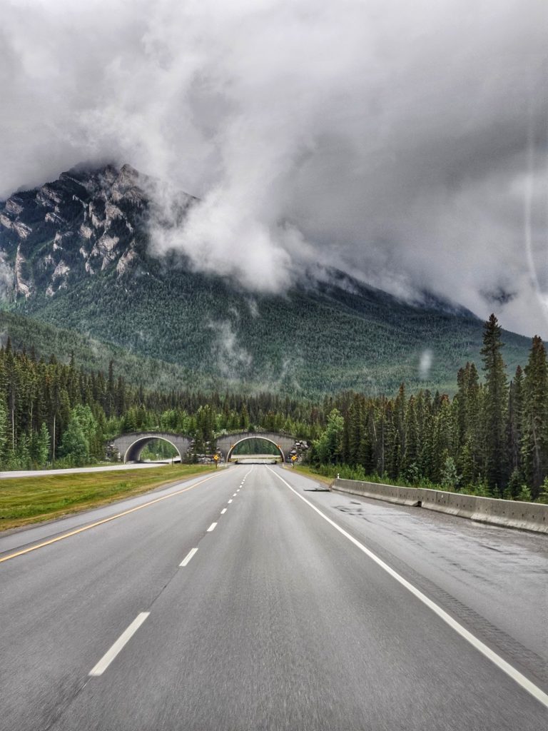 Banff wildlife overpass